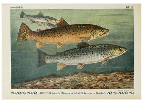 Reproducción/Reproduction 6102598499: Unsere Süßwasserfische Leipzig :Quelle & Meyer,1913