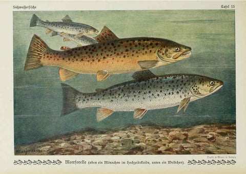 Reproducción/Reproduction 6102598499: Unsere Süßwasserfische Leipzig :Quelle & Meyer,1913