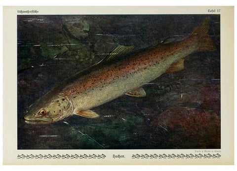 Reproducción/Reproduction 6103144538: Unsere Süßwasserfische Leipzig :Quelle & Meyer,1913