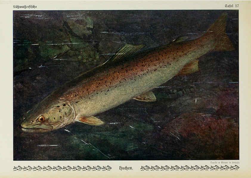 Reproducción/Reproduction 6103144538: Unsere Süßwasserfische Leipzig :Quelle & Meyer,1913