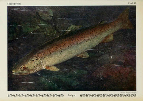 Reproducción/Reproduction 6103144538: Unsere Süßwasserfische Leipzig :Quelle & Meyer,1913