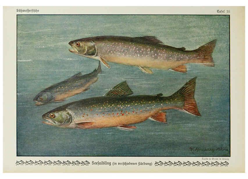 Reproducción/Reproduction 6103144706: Unsere Süßwasserfische Leipzig :Quelle & Meyer,1913