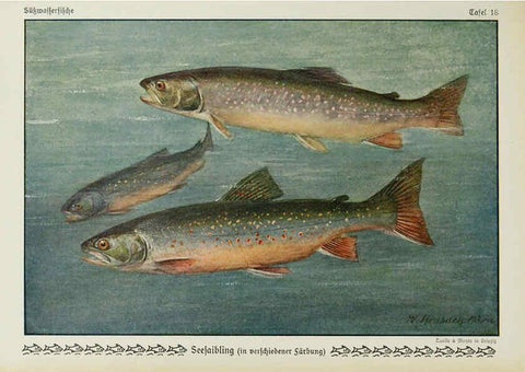 Reproducción/Reproduction 6103144706: Unsere Süßwasserfische Leipzig :Quelle & Meyer,1913