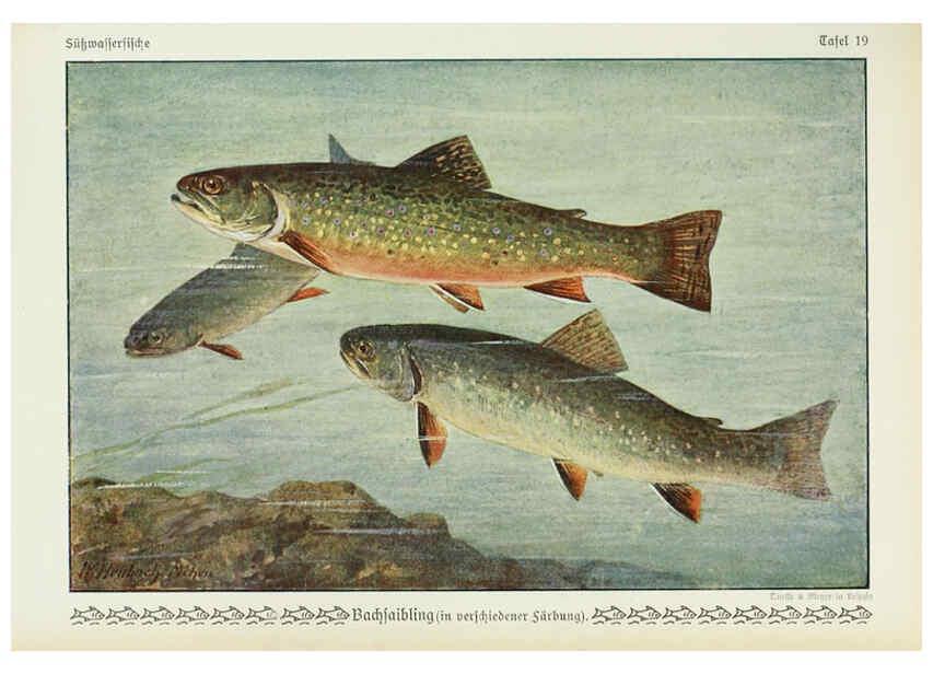 Reproducción/Reproduction 6103144982: Unsere Süßwasserfische Leipzig :Quelle & Meyer,1913