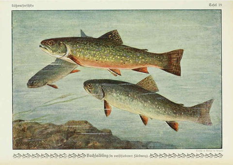 Reproducción/Reproduction 6103144982: Unsere Süßwasserfische Leipzig :Quelle & Meyer,1913