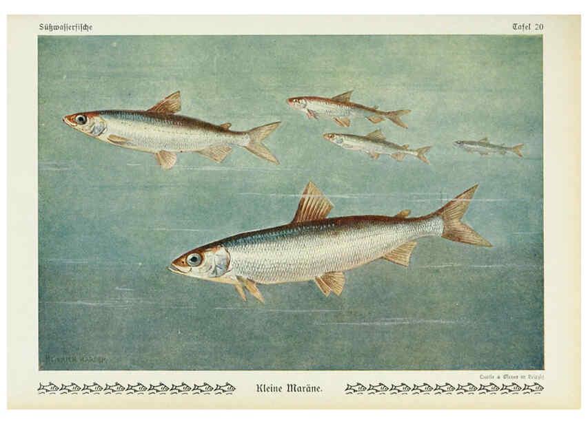 Reproducción/Reproduction 6103145172: Unsere Süßwasserfische Leipzig :Quelle & Meyer,1913