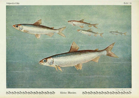 Reproducción/Reproduction 6103145172: Unsere Süßwasserfische Leipzig :Quelle & Meyer,1913