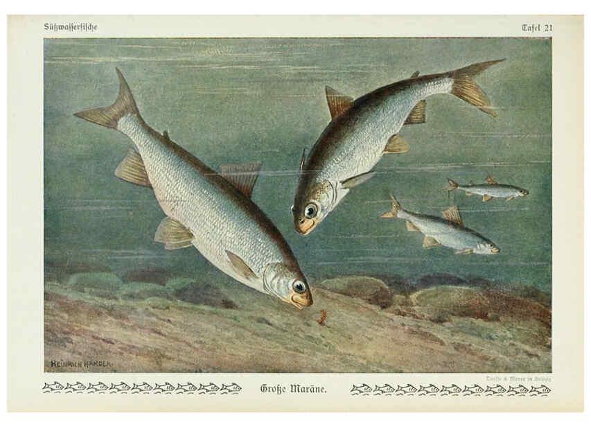 Reproducción/Reproduction 6103145410: Unsere Süßwasserfische Leipzig :Quelle & Meyer,1913