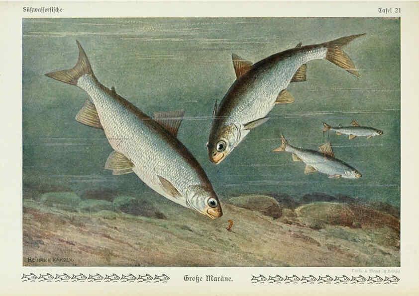 Reproducción/Reproduction 6103145410: Unsere Süßwasserfische Leipzig :Quelle & Meyer,1913
