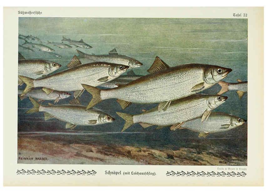 Reproducción/Reproduction 6102600475: Unsere Süßwasserfische Leipzig :Quelle & Meyer,1913