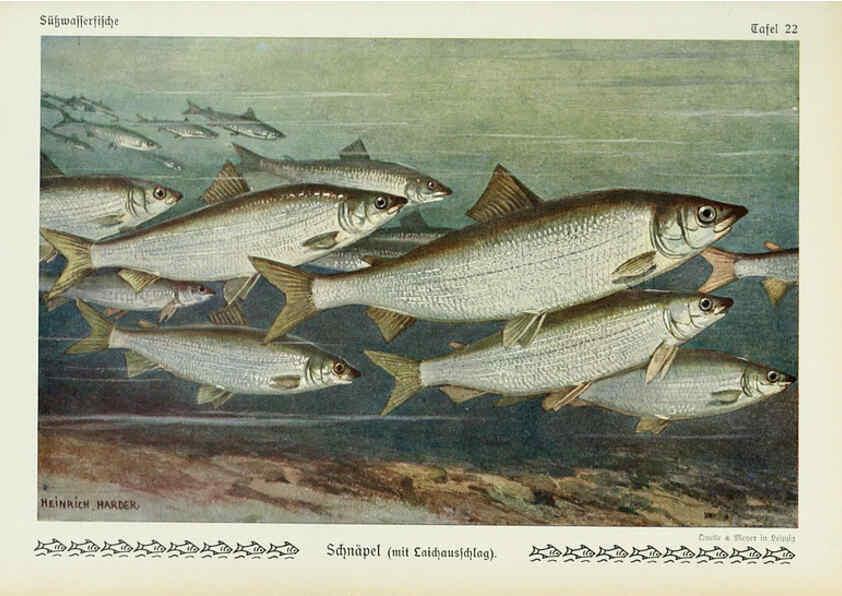 Reproducción/Reproduction 6102600475: Unsere Süßwasserfische Leipzig :Quelle & Meyer,1913