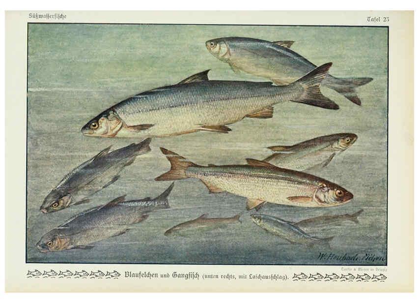 Reproducción/Reproduction 6103146054: Unsere Süßwasserfische Leipzig :Quelle & Meyer,1913