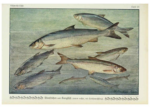 Reproducción/Reproduction 6103146054: Unsere Süßwasserfische Leipzig :Quelle & Meyer,1913