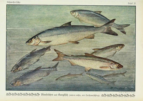 Reproducción/Reproduction 6103146054: Unsere Süßwasserfische Leipzig :Quelle & Meyer,1913