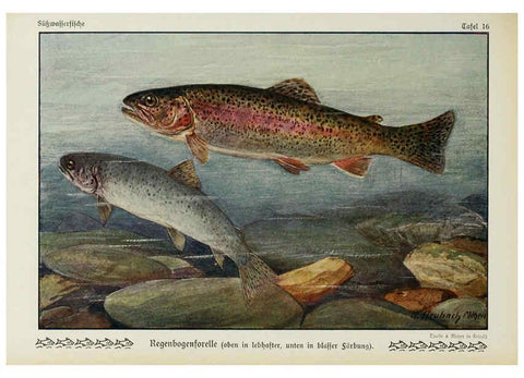 Reproducción/Reproduction 6103144254: Unsere Süßwasserfische Leipzig :Quelle & Meyer,1913