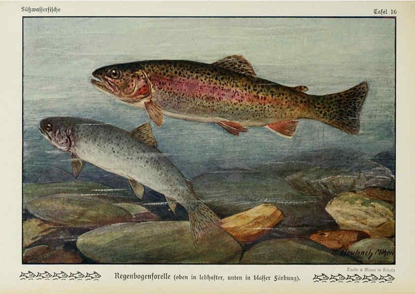 Reproducción/Reproduction 6103144254: Unsere Süßwasserfische Leipzig :Quelle & Meyer,1913