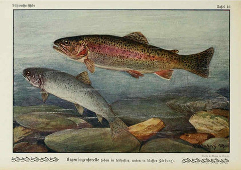 Reproducción/Reproduction 6103144254: Unsere Süßwasserfische Leipzig :Quelle & Meyer,1913