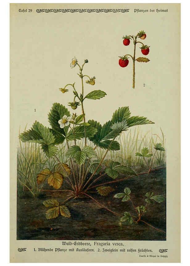 Reproducción/Reproduction 6099375549: Pflanzen der Heimat Leipzig,Quelle und Meyer,1913
