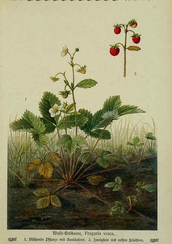 Reproducción/Reproduction 6099375549: Pflanzen der Heimat Leipzig,Quelle und Meyer,1913