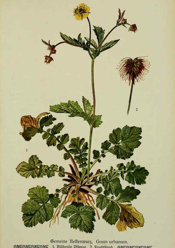 Reproducción/Reproduction 6099923004: Pflanzen der Heimat Leipzig,Quelle und Meyer,1913