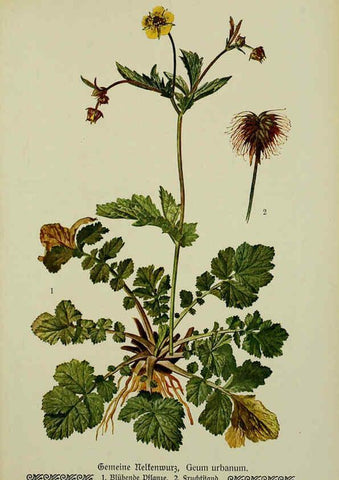 Reproducción/Reproduction 6099923004: Pflanzen der Heimat Leipzig,Quelle und Meyer,1913
