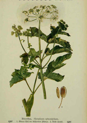 Reproducción/Reproduction 6099924716: Pflanzen der Heimat Leipzig,Quelle und Meyer,1913