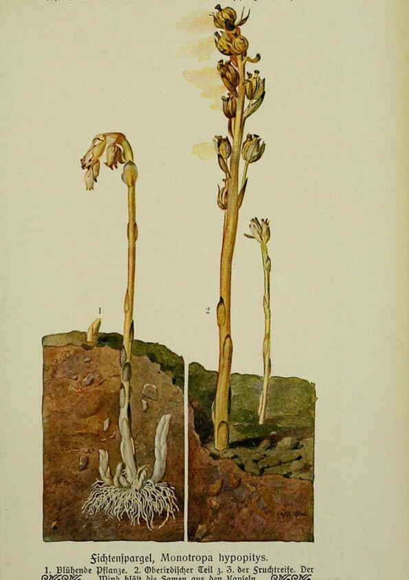 Reproducción/Reproduction 6099925100: Pflanzen der Heimat Leipzig,Quelle und Meyer,1913