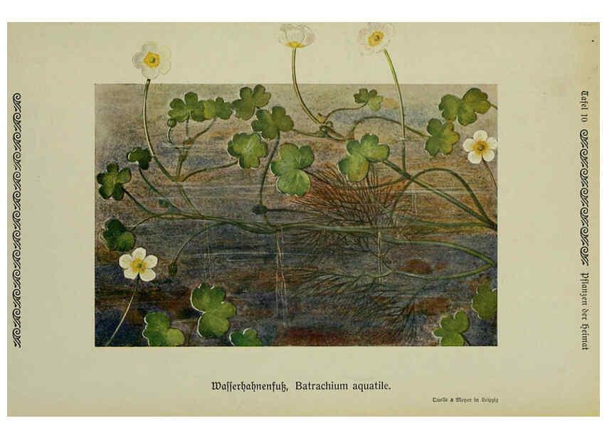 Reproducción/Reproduction 6099909136: Pflanzen der Heimat Leipzig,Quelle und Meyer,1913