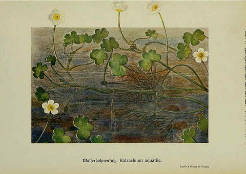 Reproducción/Reproduction 6099909136: Pflanzen der Heimat Leipzig,Quelle und Meyer,1913