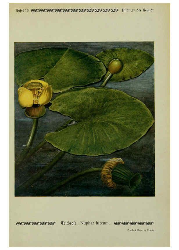 Reproducción/Reproduction 6099919240: Pflanzen der Heimat Leipzig,Quelle und Meyer,1913