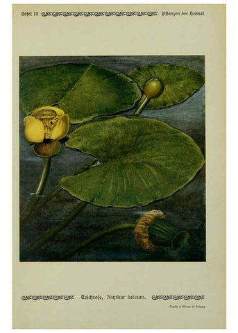 Reproducción/Reproduction 6099919240: Pflanzen der Heimat Leipzig,Quelle und Meyer,1913