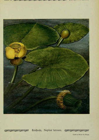 Reproducción/Reproduction 6099919240: Pflanzen der Heimat Leipzig,Quelle und Meyer,1913
