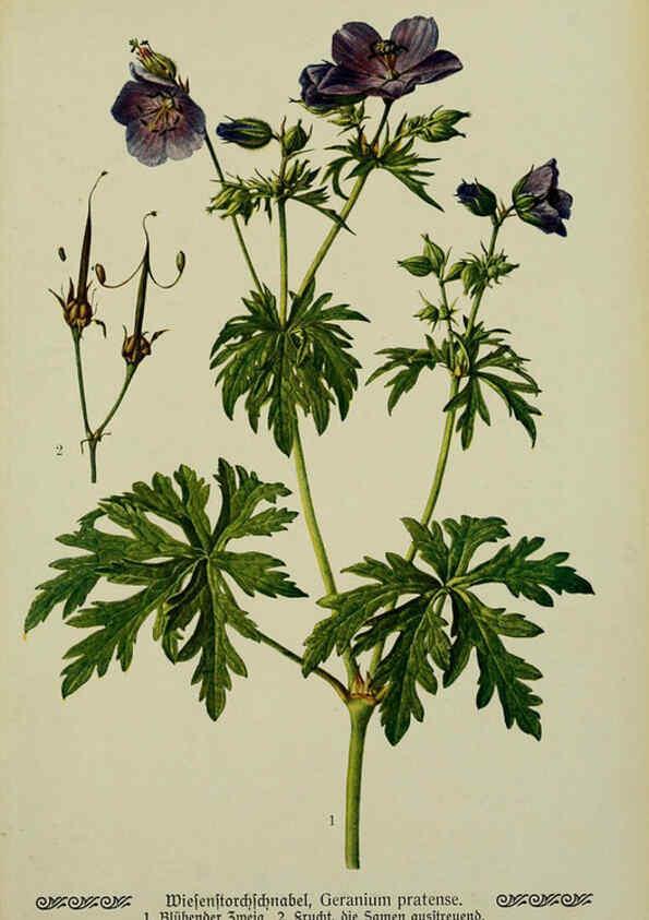 Reproducción/Reproduction 6099374011: Pflanzen der Heimat Leipzig,Quelle und Meyer,1913