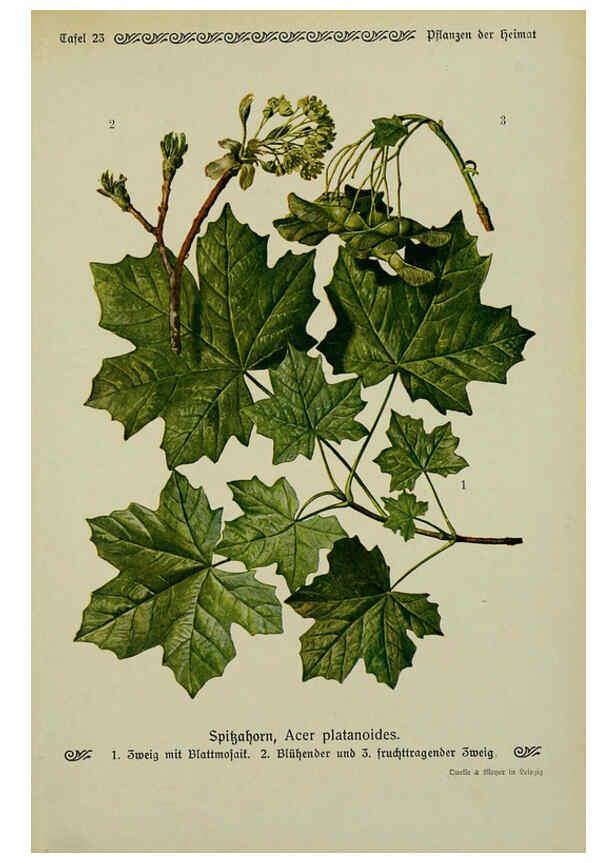 Reproducción/Reproduction 6099374353: Pflanzen der Heimat Leipzig,Quelle und Meyer,1913