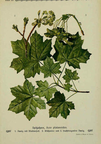 Reproducción/Reproduction 6099374353: Pflanzen der Heimat Leipzig,Quelle und Meyer,1913
