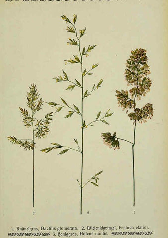 Reproducción/Reproduction 6099384445: Pflanzen der Heimat Leipzig,Quelle und Meyer,1913