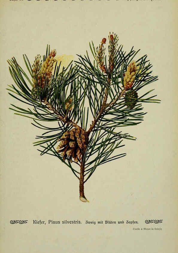 Reproducción/Reproduction 6099385961: Pflanzen der Heimat Leipzig,Quelle und Meyer,1913