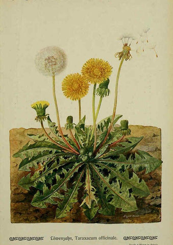 Reproducción/Reproduction 6099931016: Pflanzen der Heimat Leipzig,Quelle und Meyer,1913