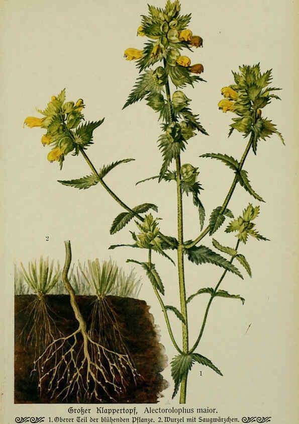 Reproducción/Reproduction 6099927656: Pflanzen der Heimat Leipzig,Quelle und Meyer,1913