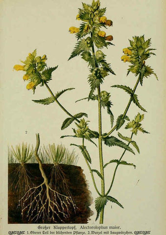 Reproducción/Reproduction 6099927656: Pflanzen der Heimat Leipzig,Quelle und Meyer,1913