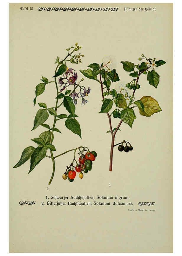 Reproducción/Reproduction 6099380457: Pflanzen der Heimat Leipzig,Quelle und Meyer,1913