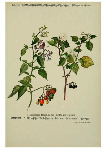 Reproducción/Reproduction 6099380457: Pflanzen der Heimat Leipzig,Quelle und Meyer,1913