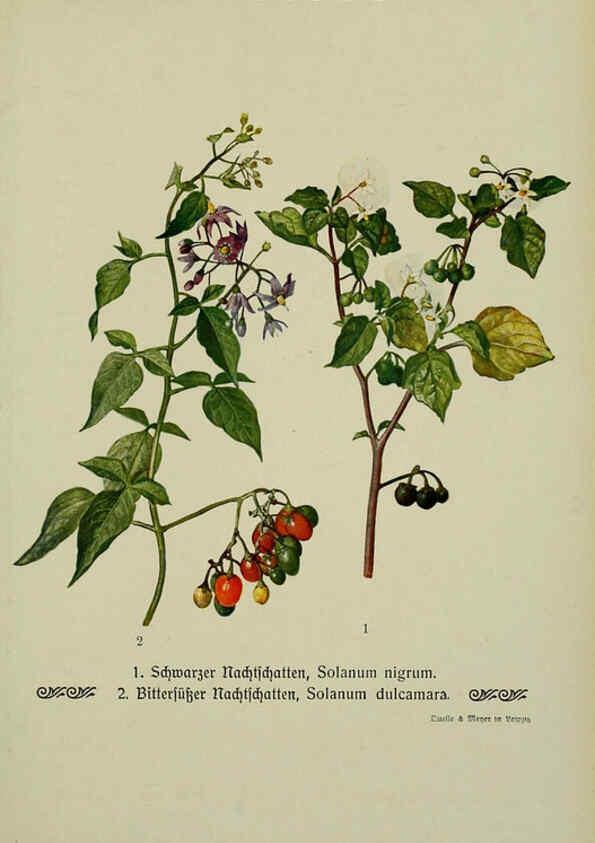 Reproducción/Reproduction 6099380457: Pflanzen der Heimat Leipzig,Quelle und Meyer,1913