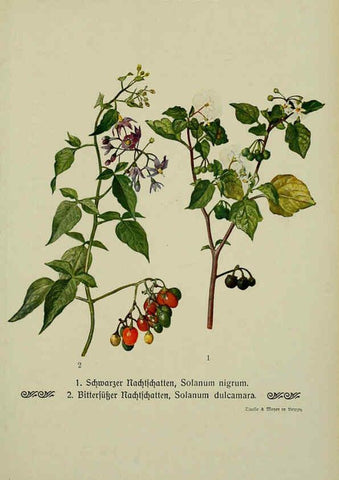 Reproducción/Reproduction 6099380457: Pflanzen der Heimat Leipzig,Quelle und Meyer,1913