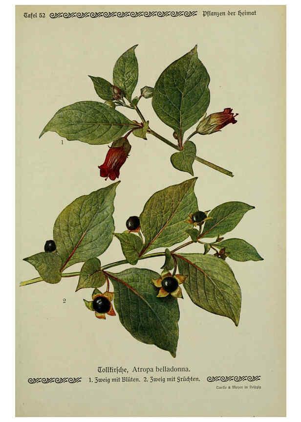 Reproducción/Reproduction 6099380873: Pflanzen der Heimat Leipzig,Quelle und Meyer,1913