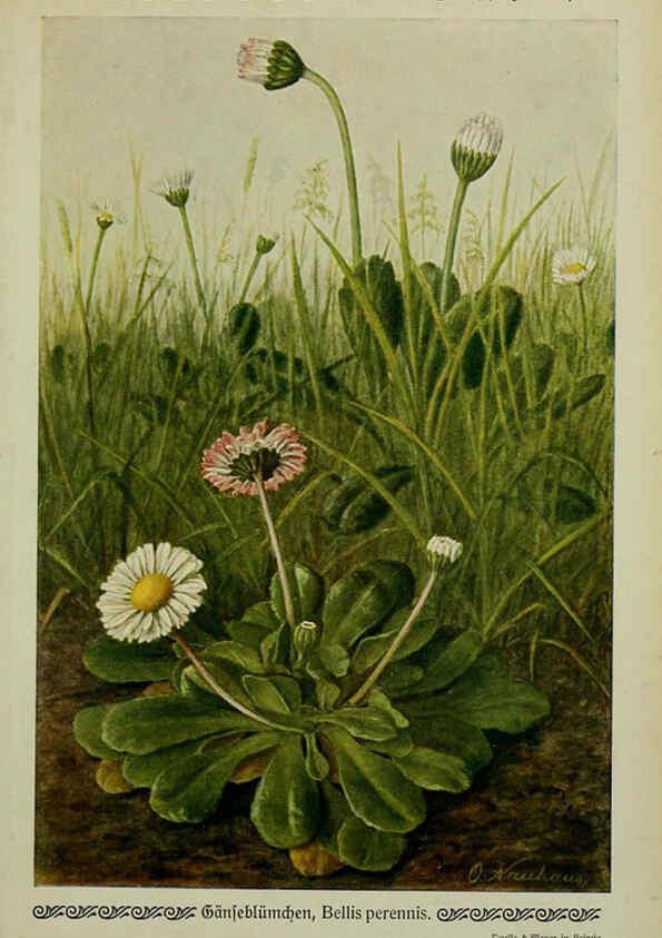 Reproducción/Reproduction 6099930154: Pflanzen der Heimat Leipzig,Quelle und Meyer,1913