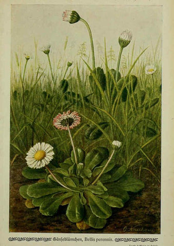 Reproducción/Reproduction 6099930154: Pflanzen der Heimat Leipzig,Quelle und Meyer,1913
