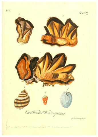 Reproducción/Reproduction 6096110525: Vergnügen der Augen und des Gemüths. v.2 atlas. [Nuremberg :1757
