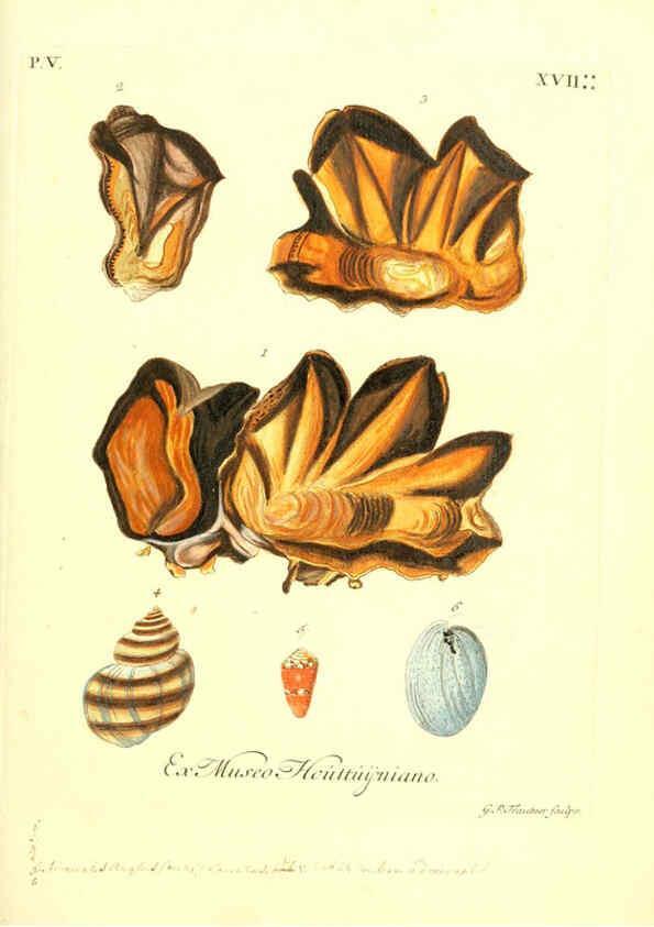 Reproducción/Reproduction 6096110525: Vergnügen der Augen und des Gemüths. v.2 atlas. [Nuremberg :1757