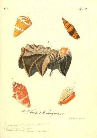 Reproducción/Reproduction 6096654904: Vergnügen der Augen und des Gemüths. v.2 atlas. [Nuremberg :1757